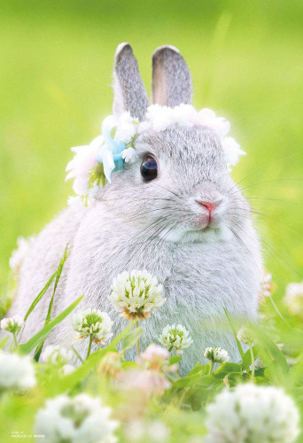 Beverly Jigsaw Puzzle P33-175 Rabbit and Flower (300 Pieces)