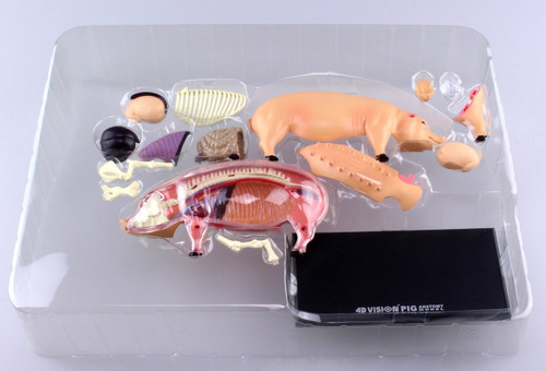 Aoshima 78211 4D Vision No.1 Pig Anatomy Model Non-scale Kit