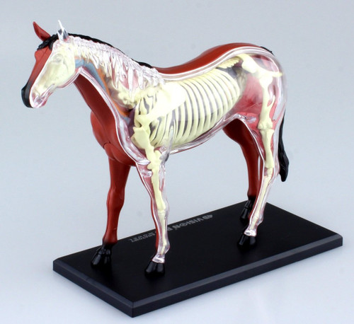 Aoshima 4D Vision No.4 Horse Anatomy Model Non-scale Kit