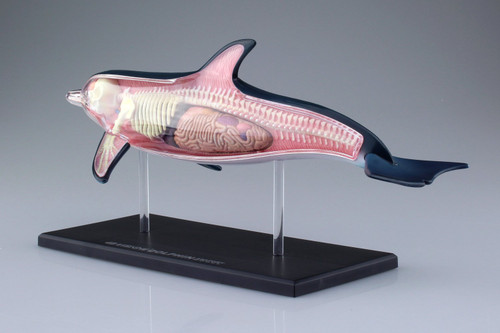 Aoshima 4D Vision No.7 Dolphin Anatomy Model Non-scale Kit