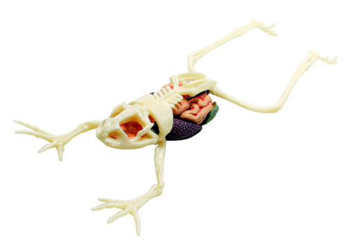 Aoshima 88371 4D Vision No.13 Frog Anatomy Model Non-scale Kit