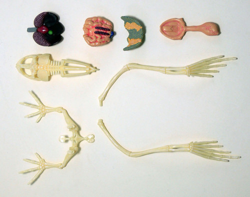 Aoshima 88371 4D Vision No.13 Frog Anatomy Model Non-scale Kit