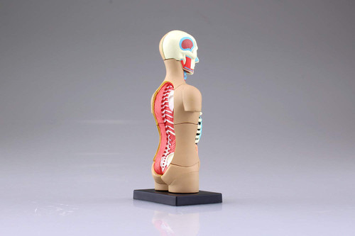 Aoshima 4D Vision Human Anatomy Model No.1 Torso Non-scale Kit