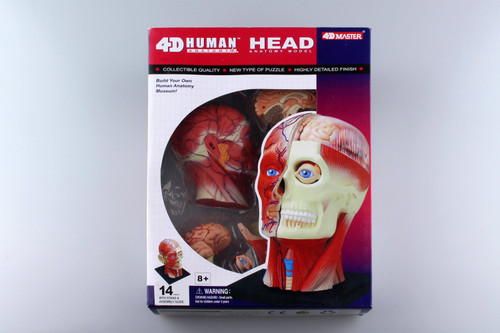 Aoshima 4D Vision Human Anatomy Model No.11 Head Non-scale Kit