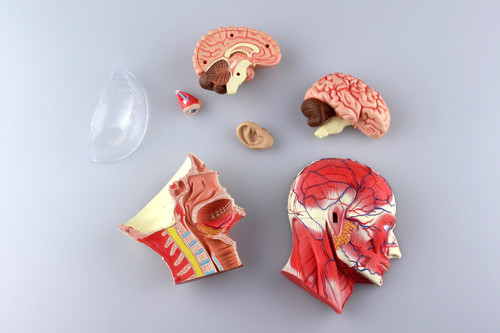 Aoshima 4D Vision Human Anatomy Model No.11 Head Non-scale Kit
