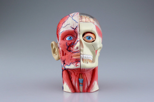 Aoshima 4D Vision Human Anatomy Model No.11 Head Non-scale Kit