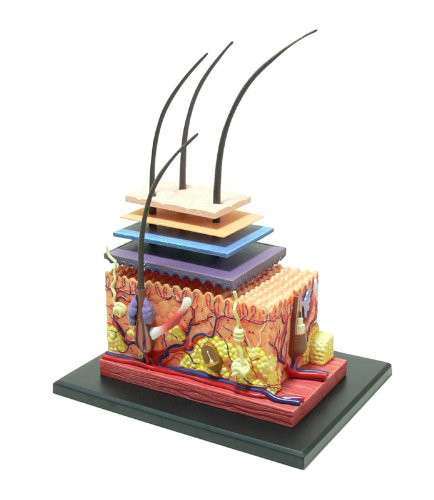 Aoshima 88333 4D Vision Human Anatomy Model No.18 Skin Non-scale Kit