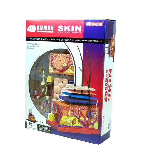 Aoshima 88333 4D Vision Human Anatomy Model No.18 Skin Non-scale Kit