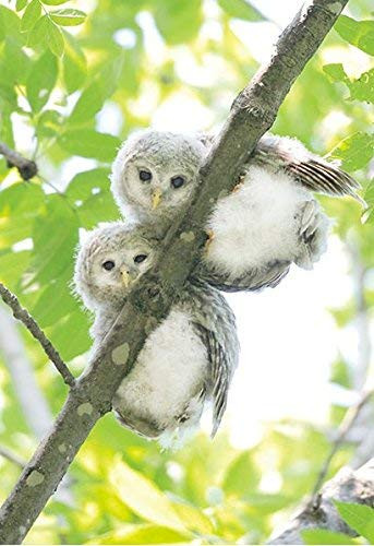 APPLEONE Jigsaw Puzzle 88-108 Baby Owls (88 L-Pieces)