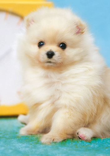 Epoch Jigsaw Puzzle 01-071 Fluffy Pomeranian (108 Pieces)