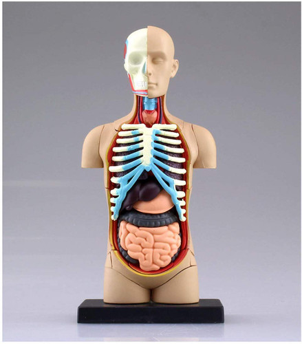 Aoshima 107119 4D Vision No.01 Torso Anatomical Model Non-scale Kit