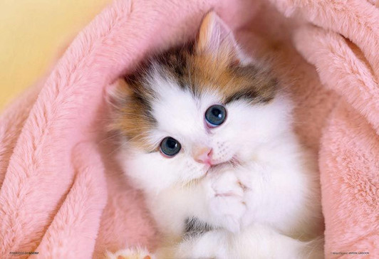 Beverly P33-204 Jigsaw Puzzle Begging Kitten (300 Pieces)