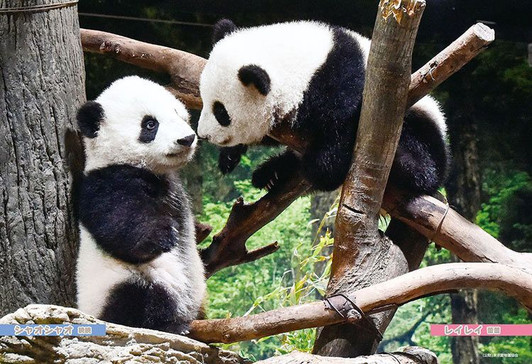 Beverly P33-212 Jigsaw Puzzle Xiao Xiao & Lei Lei Baby Pandas (300 Pieces)