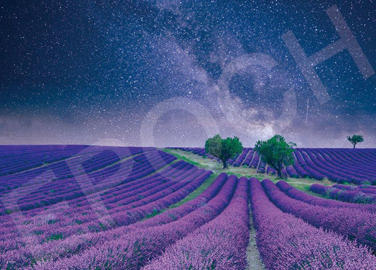 Epoch 79-485s Jigsaw Puzzle Milky Way and a Lavender Field (500 Pieces)