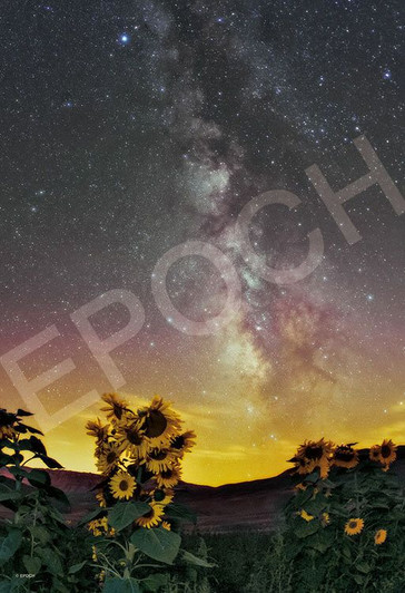 Epoch 79-486 Jigsaw Puzzle Sunflowers Under the Milky Way (1053 S-Pieces)