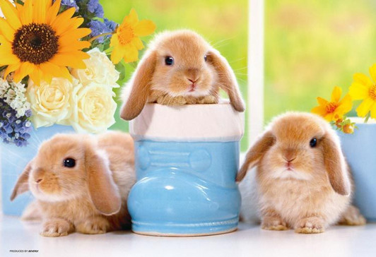 Beverly 300-002 Jigsaw Puzzle Bunnies in a Sunny Spot (300 Pieces)