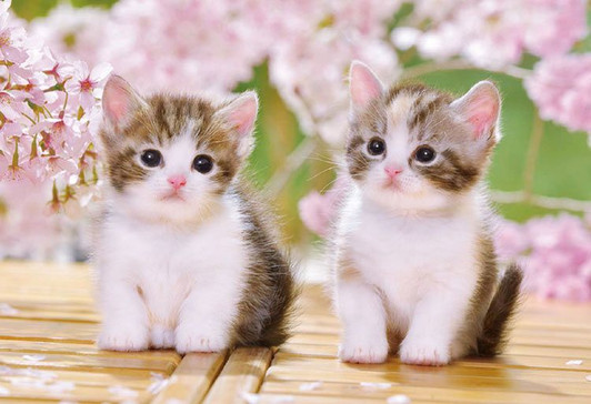 Epoch 25-183 Jigsaw Puzzle Cute Sitting Kittens (300 Pieces)