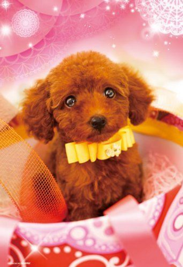 Beverly Jigsaw Puzzle P33-084 PRETTY PET Poodle (300 Pieces)
