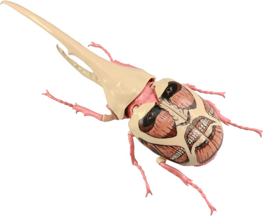 Fujimi Research Series Hercules Beetle Colossal Titan Ver. Plastic Model Fujimi Research Series Hercules Beetle Colossal Titan Ver. Plastic Model