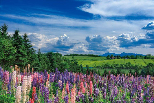  Yanoman 10-1466 Jigsaw Puzzle Hokkaido Early 'Summer Breeze in Kamifurano' (Scenes of Japan) (1000 Pieces) 