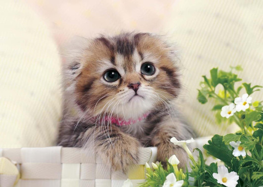  Apollo-sha 41-321 Jigsaw Puzzle 'Hey, take me with you.' (108 Pieces) 