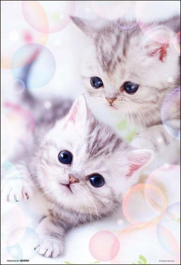 Beverly 300-035 Jigsaw Puzzle Fluffy meow (300 Pieces)