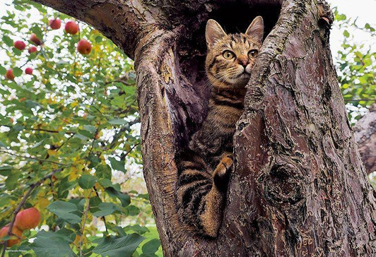  Epoch 26-261 Jigsaw Puzzle Aim to be a puzzle master! - Naughty Ricky Mitsuaki Iwago's Cat (300 Pieces) 