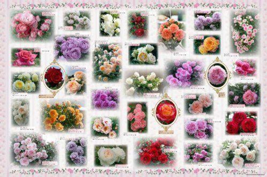  Epoch 76-012 Jigsaw Puzzle Rose Collection (2500 Pieces) 