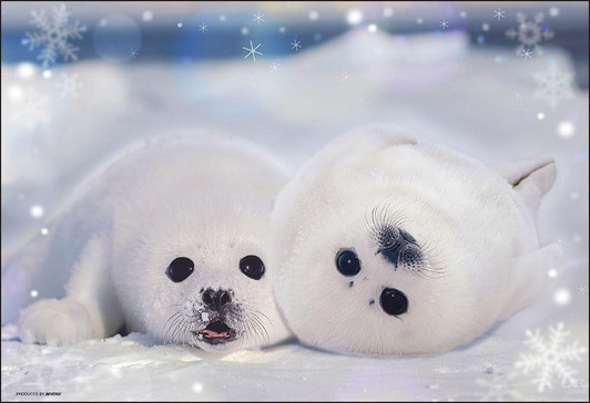 Beverly Jigsaw Puzzle Seal Kindergarten (300 Pieces) 