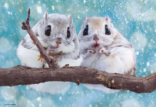 Jigsaw Puzzle Soft and Fluffy Ezo Flying Squirrel (300 Pieces)