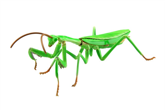 Fujimi Model Independent Study Series No 23 Living Creatures Giant Praying Mantis