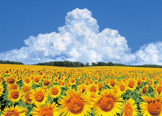 Jigsaw Puzzle Sunflower Hill and Cumulonimbus Clouds (Hokkaido) (500 Pieces)