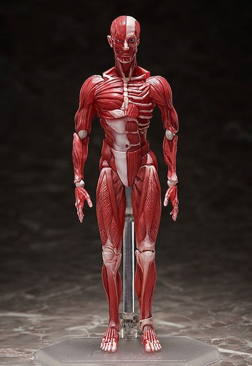 FREEing Figma Human Anatomical Model Body B+ Box B