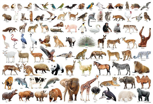 Jigsaw Puzzle Animal Collection (1000 Pieces)