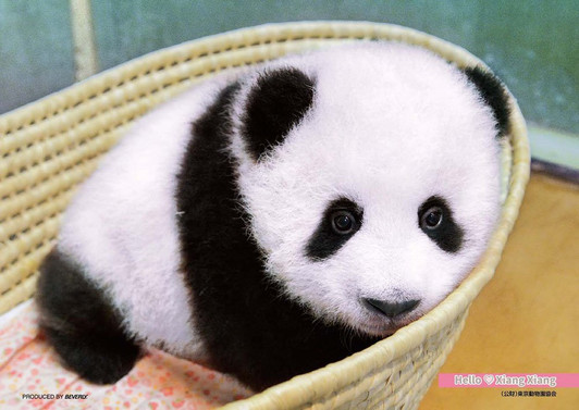 Beverly Jigsaw Puzzle P88-031 Hello Panda Xiang Xiang (88 L-Pieces)