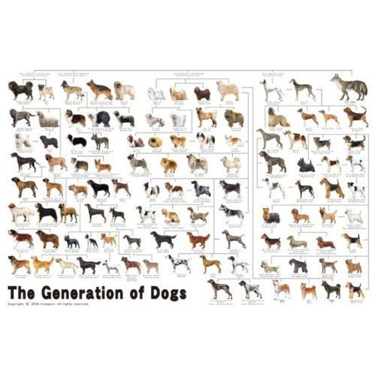 Epoch Jigsaw Puzzle 11-372 The Generation of Dogs (1000 Pieces)