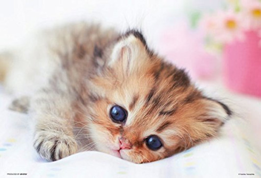 Beverly Jigsaw Puzzle P33-156 Pet Cat Wake Up Time (300 Pieces)