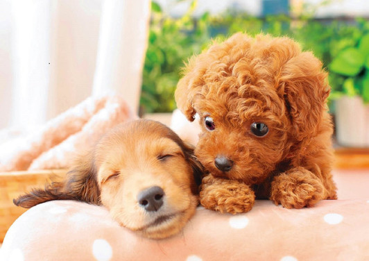 Epoch Jigsaw Puzzle 01-064 Pet Dog Poodle & Dachshund Nap Time (108 Pieces)