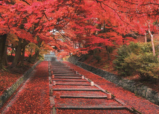 Epoch Jigsaw Puzzle 05-114 Autumn Leaves Bishamondo Temple Kyoto Japan (500 Pieces)