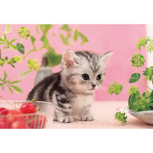 Apollo-sha Jigsaw Puzzle 48-615 Lovely Cat (300 Pieces)