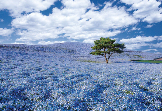 Apollo-sha Jigsaw Puzzle 48-635 Japanese Scenery Hitachi Seaside Park(300 Pieces