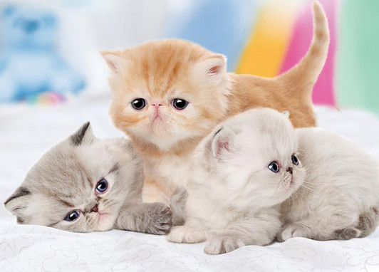 Epoch Jigsaw Puzzle 05-100 Pet Cat Always be with you (500 Pieces)