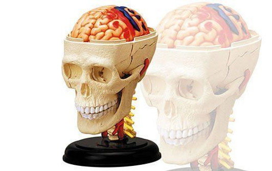 Aoshima 4D Vision Cranial Nerve Skull Plastic Model