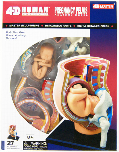 Aoshima 78150 4D Vision Human Anatomy Model No.6 Pregnancy Pelvis Non-scale Kit Aoshima 78150 4D Vision Human Anatomy Model No.6 Pregnancy Pelvis Non-scale Kit