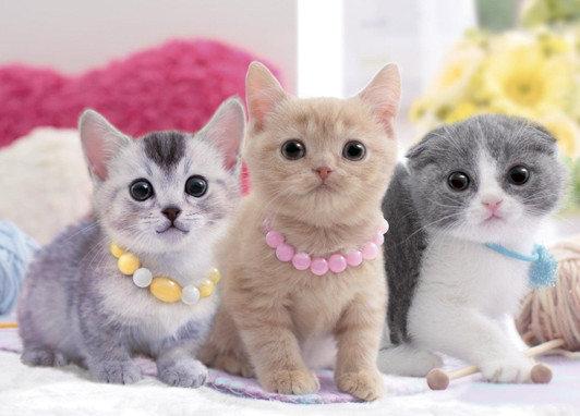 Epoch Jigsaw Puzzle 05-096 Lovely Cat (500 Pieces)