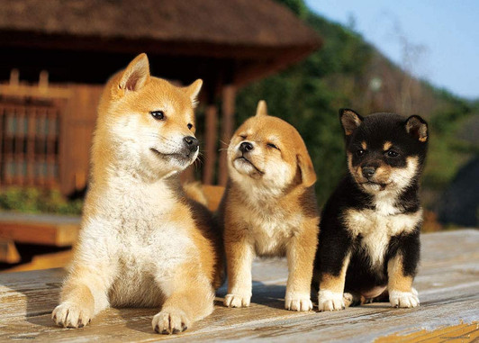 Beverly Jigsaw Puzzle P66-137 Miniature Shiba Dog Friends (600 Pieces) Beverly Jigsaw Puzzle P66-137 Miniature Shiba Dog Friends (600 Pieces)
