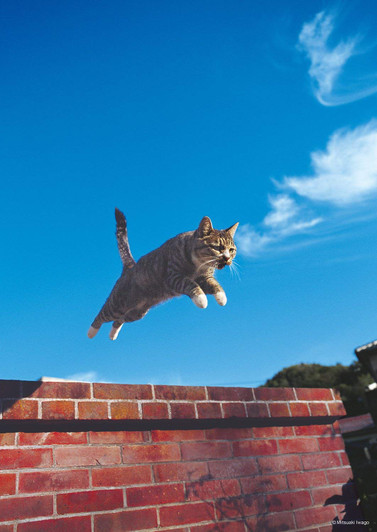 Epoch Jigsaw Puzzle 03-025 Jumping Cat (108 Pieces)