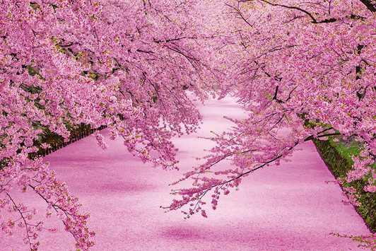 Epoch Jigsaw Puzzle 10-816 Hirosaki Park in Bloom Aomori Japan (1000 Pieces)