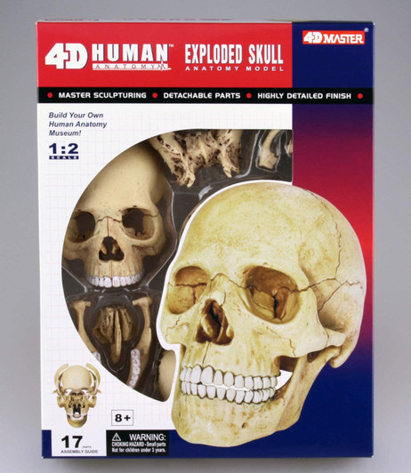 Aoshima 4D Vision Skull Anatomy Plastic Model