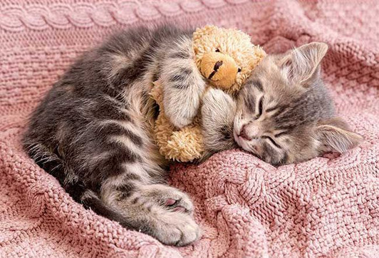 Appleone 300-356 Jigsaw Puzzle Napping Kitten with Teddy Bear (300 Pieces)